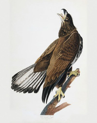 White-headed Eagle 